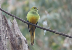 Neophema chrysostoma