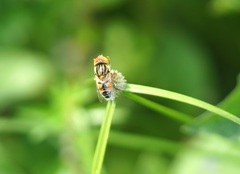 Eristalinus