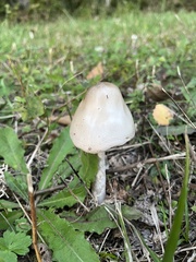 Volvopluteus gloiocephalus