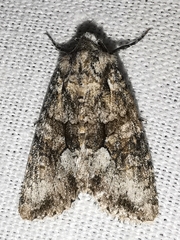 Dryobotodes monochroma