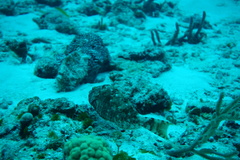 Sparisoma chrysopterum