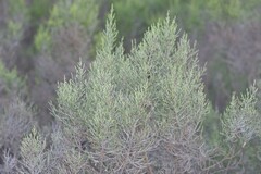 Dicerothamnus rhinocerotis