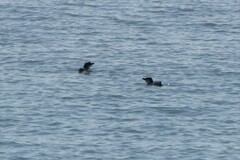 Eudyptula minor variabilis