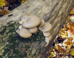 Pleurotus ostreatus