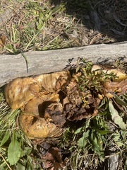 Coriolopsis gallica