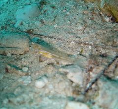 Coryphopterus eidolon