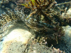 Heterostichus rostratus