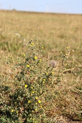 Pulicaria vulgaris