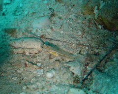 Coryphopterus eidolon