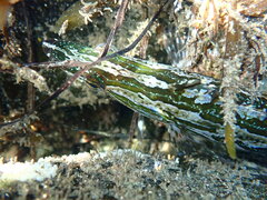 Heterostichus rostratus