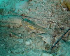 Coryphopterus eidolon
