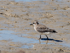 Pluvialis squatarola