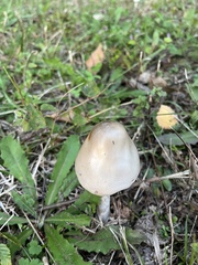 Volvopluteus gloiocephalus