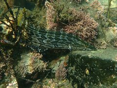 Heterostichus rostratus