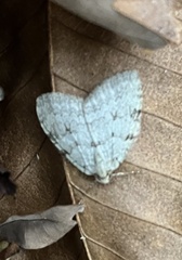 Epirrita dilutata