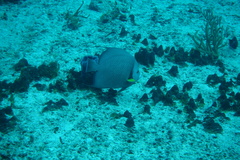 Pomacanthus arcuatus