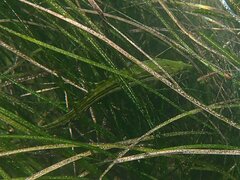 Heterostichus rostratus