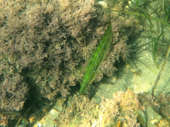 Heterostichus rostratus