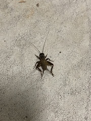 Gryllus lightfooti