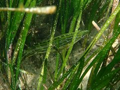 Heterostichus rostratus