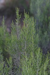 Dicerothamnus rhinocerotis