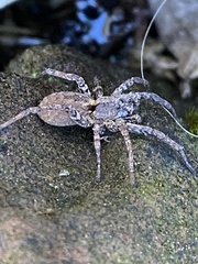 Zoropsis spinimana