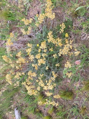 Helichrysum