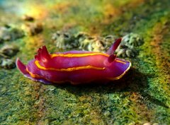 Felimida macfarlandi