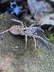 Zoropsis spinimana