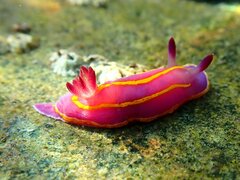 Felimida macfarlandi