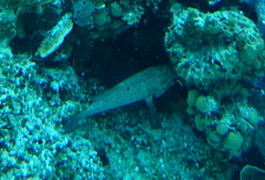 Cephalopholis cruentata