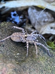 Zoropsis spinimana
