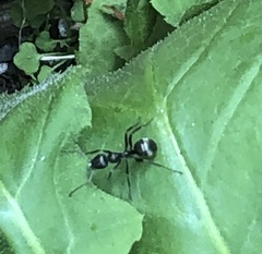 Formica fusca