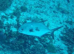 Trachinotus falcatus