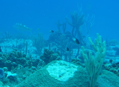 Stegastes partitus