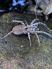 Zoropsis spinimana
