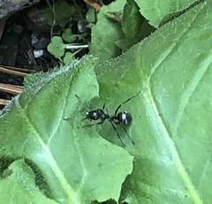 Formica fusca