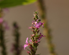 Lythrum salicaria