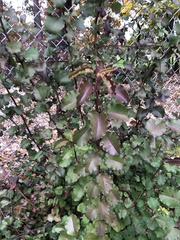 Pyrus calleryana
