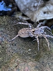 Zoropsis spinimana