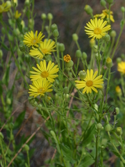 Chrysopsis scabrella