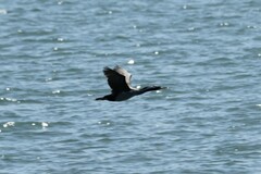Phalacrocorax punctatus punctatus