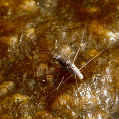 Neogerris hesione