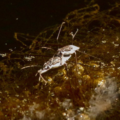 Neogerris hesione