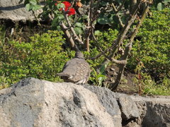 Columbina inca