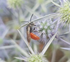 Sphecodes albilabris