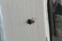 Disonycha xanthomelas