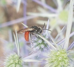 Sphecodes albilabris
