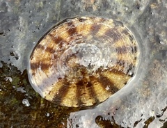 Testudinalia testudinalis