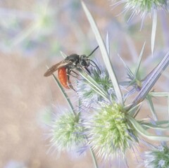 Sphecodes albilabris